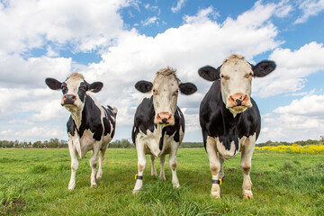 Three cows in a pasture under a blue cloudy sky and a faraway straight horizon, upright and sturdy and wearing a cattle ankle tracking sensor connected to the cloud