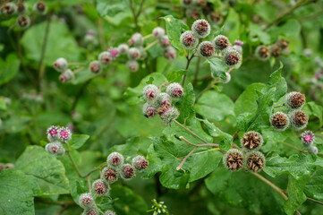 Flowers of Great Burdock (Arctium lappa). Selective focus with shallow depth of field.