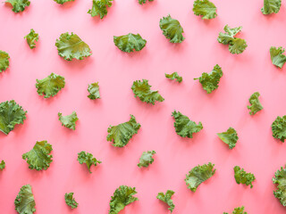 Fresh green kale leaves on pink background. Top view or flat lay. Creative pattern made from kale leaves. Copy space for text or design. Healthy eating, vegetarian food, dieting concept