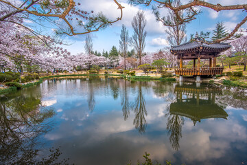 Cherry blossoms are in full bloom around the pond in Bomunjeong, Gyeongju, Korea.	