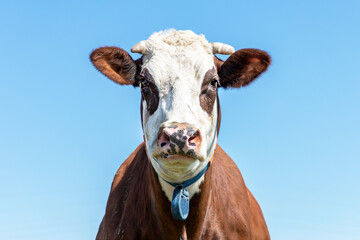 Grumpy funny, red eye patches, cow with horns breed of cattle called: blaarkop or fleckvieh and a blue sky background.