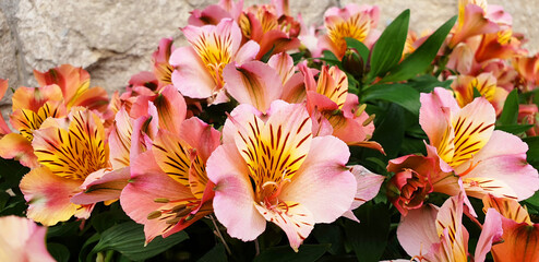 Orange and pink flowers Alstroemeria on the background of a stone wall.