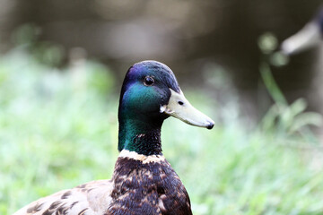 Duck in wild nature near the lake