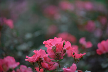 Beautiful roses in the evening country garden