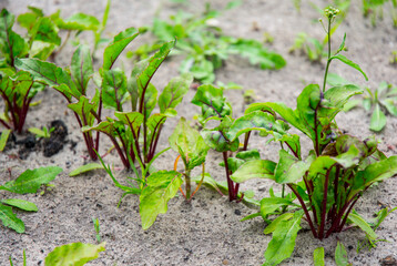 Growing environmentally friendly products in agricultural beds in the open field.