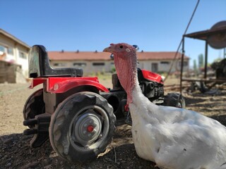 tractor on the farm with turkey