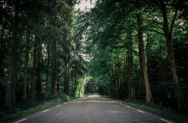 Fototapeta premium Beautiful road into the unknown forest, deep dark nature colors, wanderlust filled road trip