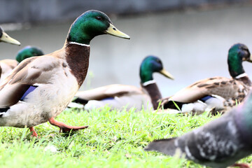 ducks on the shore, male wild duck outside the water