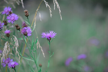 Purple cornflower flowers in the evening field among the grass