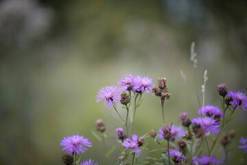 Purple cornflower flowers in a summer field among the grass