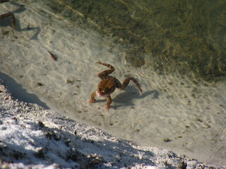 Żaba na piaszczystym brzegu jeziora