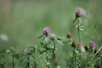 Small flowers of pink meadow clover on a warm summer day