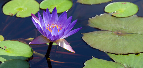 Seerosenteich © C. Schüßler