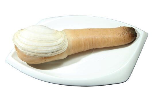 Ingredients Of A Plate Of Geoduck Without Background 