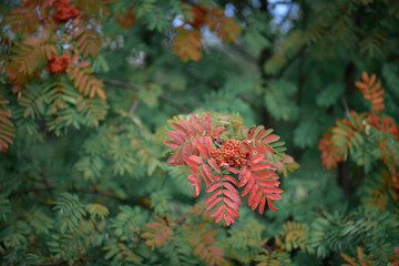 A rowan bush with reddened leaves that has begun to ripen