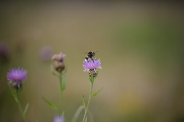 Cornflower flower and little hardworking bumblebee in a summer field
