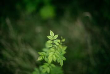 Cute little green plant reaching up towards the sunlight, short depth of field taken in a forest, natural leaf pattern