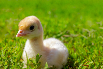 Little turkey on green grass. Turkey-poult close up. Turkey chick walking in the air. Eco farm