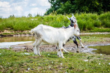 Young goats butting horns in a green field by the river. Playing young goats outdoors