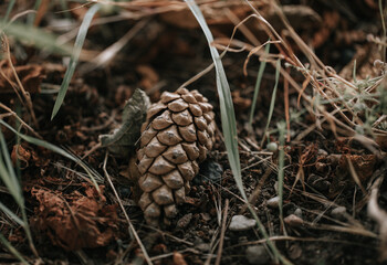 small pine cone fallen to the ground from a large fir, christmas nature details