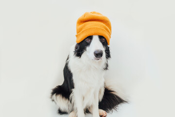 Funny studio portrait of cute smiling puppy dog border collie wearing warm knitted clothes yellow hat isolated on white background. Winter or autumn portrait of new lovely member of family little dog.