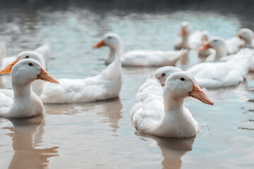 flock of young ducks swimming in the pond