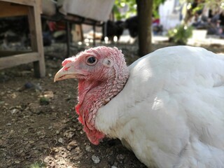 portrait of a white chicken