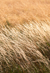 Wheat field during the sunny harvest months, late summer, wheat seeds are in full growth