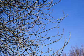  unblown tree buds against the blue sky