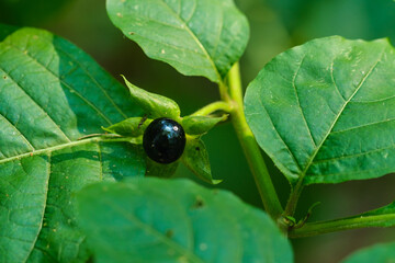 Schwarze Tollkirsche (lat.: Atropa belladonna)
