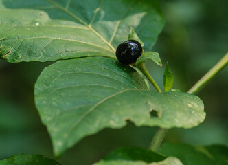 Blätter und Beeren der Giftpflanze Schwarze Tollkirsche (Atropa belladonna)