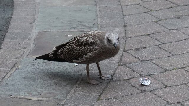 Young baby seagull chick scavenging for food on suburban city street. Chick with fluffy grey feathers on wings. Young seagull calling for mother. Seagull chick walking on pavement pecking rubbish