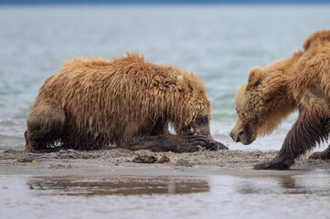 Ruling the landscape, brown bears of Kamchatka (Ursus arctos beringianus)