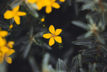 Yellow flowers growing through pine leaves, Beautiful Lesser Celandine in front of a darker background