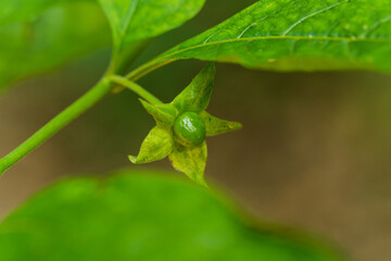 Unreife noch grüne Beere der Schwarzen Tollkirsche (lat,: Atropa belladonna)