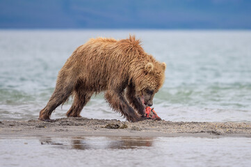 Ruling the landscape, brown bears of Kamchatka (Ursus arctos beringianus)