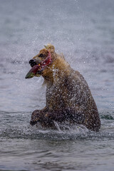 Fototapeta premium Ruling the landscape, brown bears of Kamchatka (Ursus arctos beringianus)