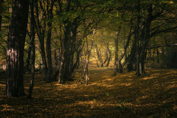 Obraz premium morning light on forest path in autumn