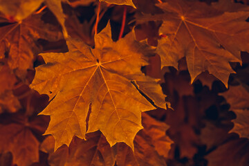 Red maple leaves. Macro shooting. Background. wallpaper