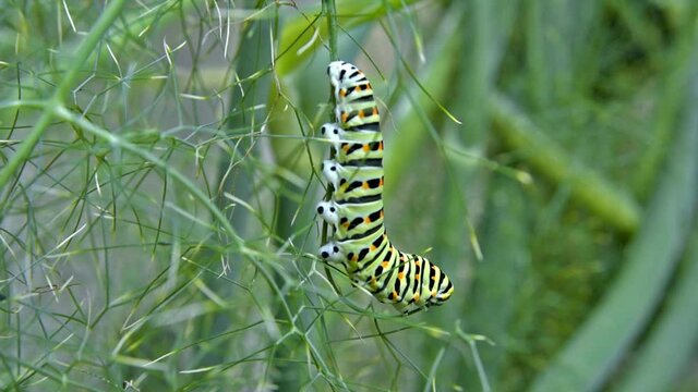 Macro footage of Caterpillar of Papilio Machaon (swallowtail caterpillar) feeding on Fennel branches.