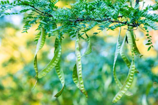 wild fruits of acacia on the tree
