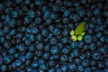 Blueberries. Several green berries and leaves among ripe berries. Vaccinium