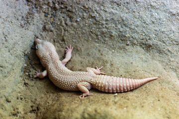 Lagartixa branca no canto
