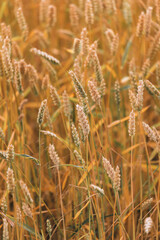 Full frame image of wheat field in sunlight, taken during summer, right before harvest