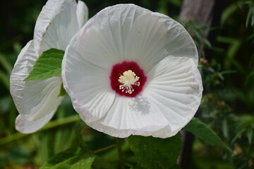 white Hibiskus flower © Snežana