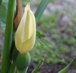 Obraz premium Alocasia