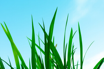 Beautiful green grass with drops under blue sky. Close up.