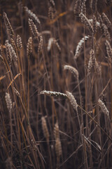 Fototapeta premium Full frame image of wheat field in sunlight, taken during summer, right before harvest