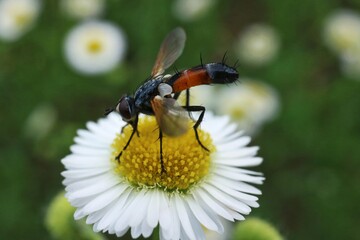 Insect sitting on a camomile against a background of a meadow