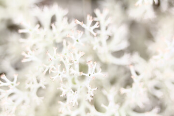 white moss close-up. suitable for layouts